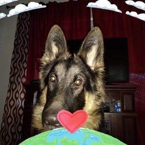 Meet your Posher, Frankie